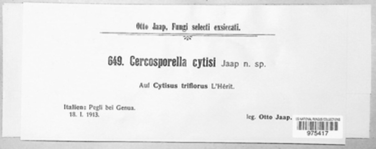 Pseudocercosporella cytisi image
